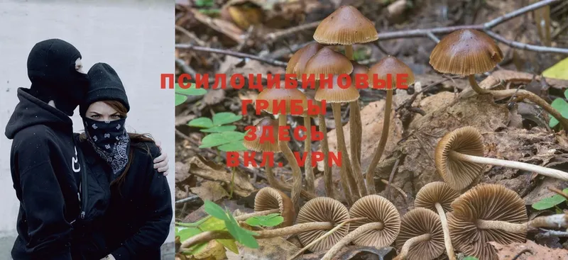 Галлюциногенные грибы Psilocybe  Губаха 